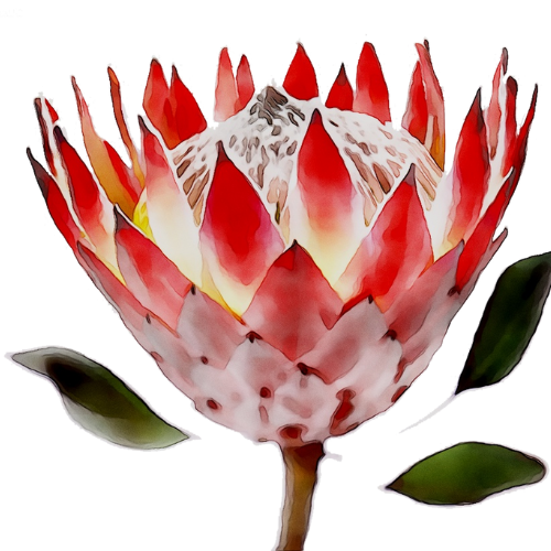 Protea Logo